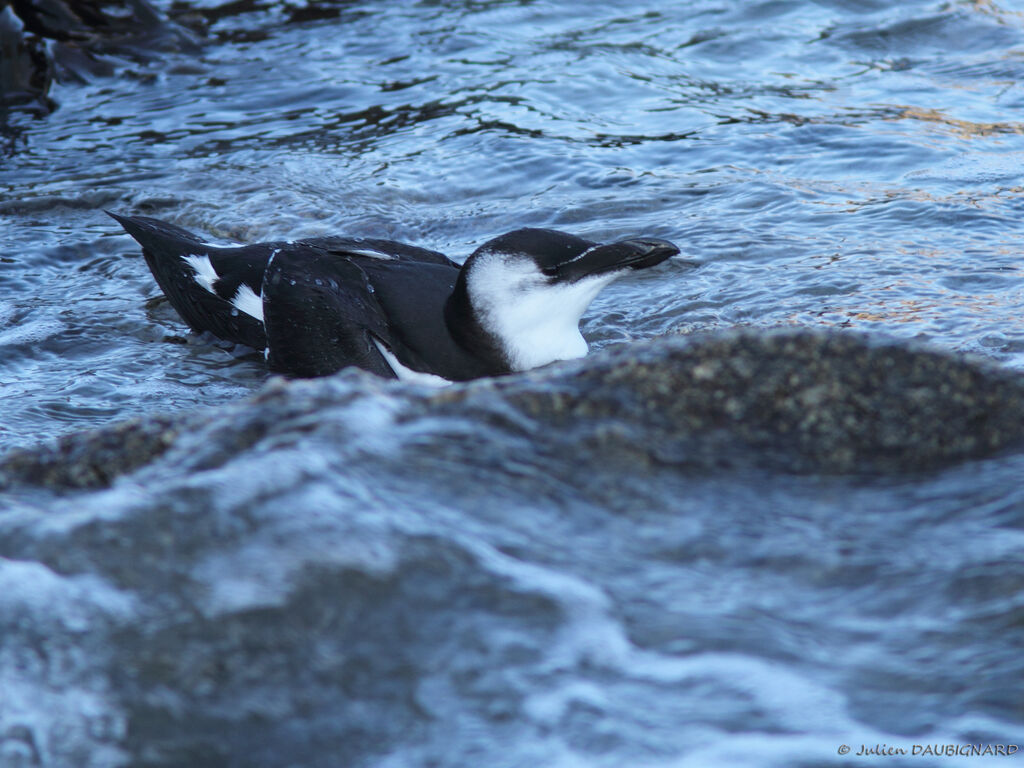 Razorbill, identification