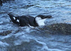 Razorbill