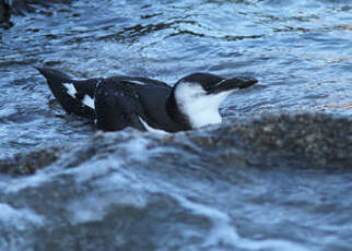 Pingouin torda