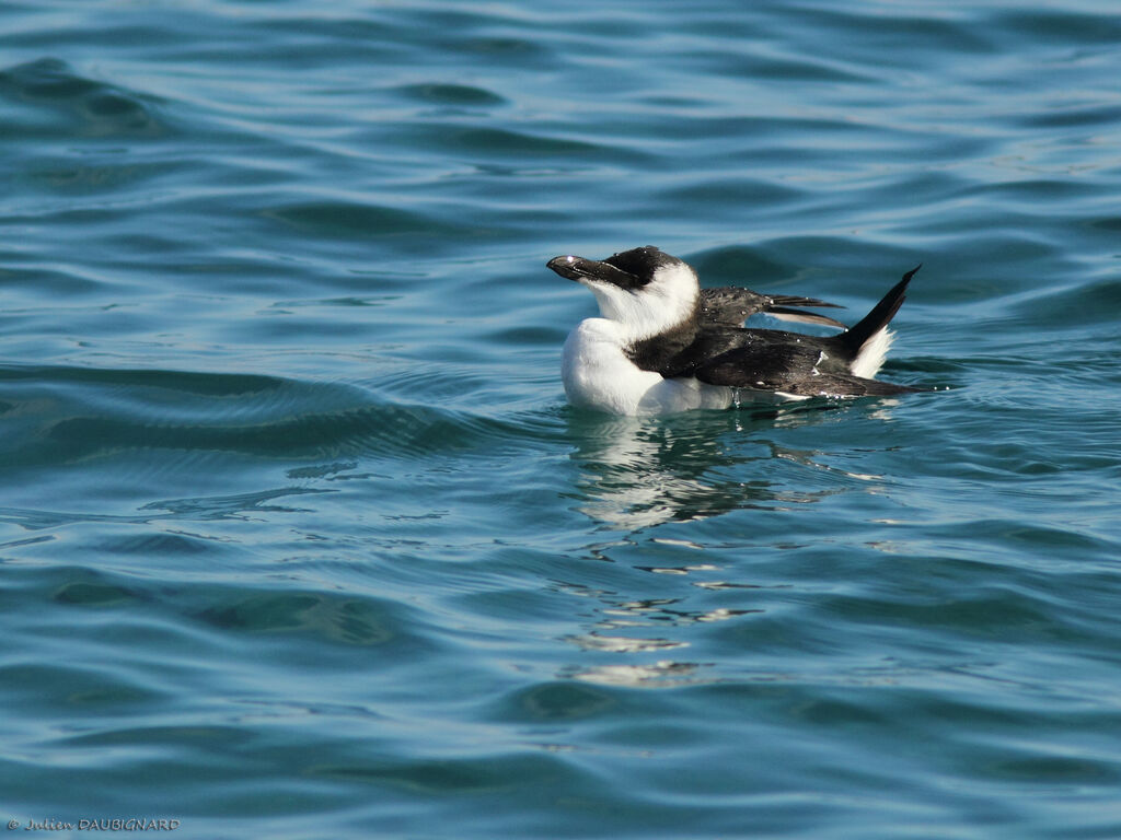 Razorbill, identification