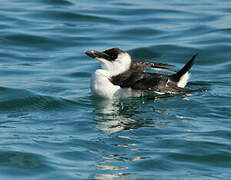 Razorbill