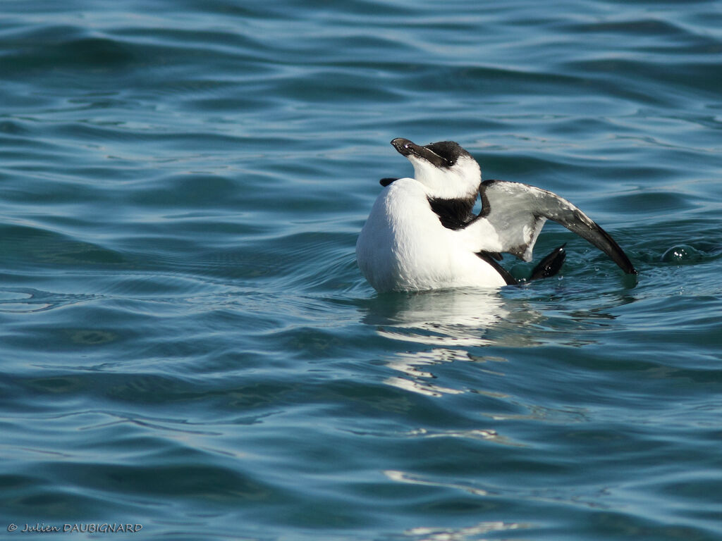 Razorbill, identification