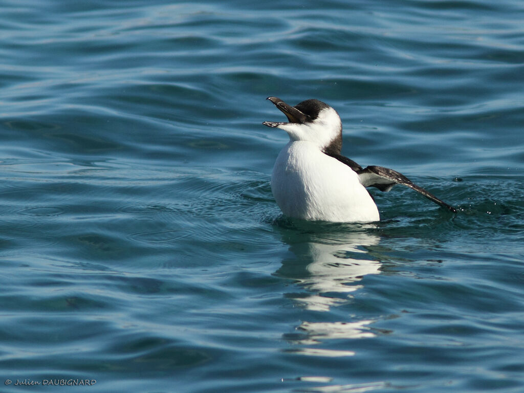 Razorbill, identification