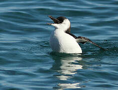 Pingouin torda