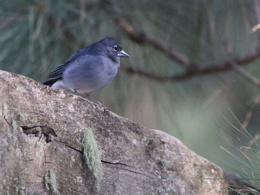 Pinson bleu mâle, identification