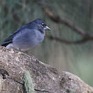 Pinson bleu