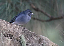 Tenerife Blue Chaffinch