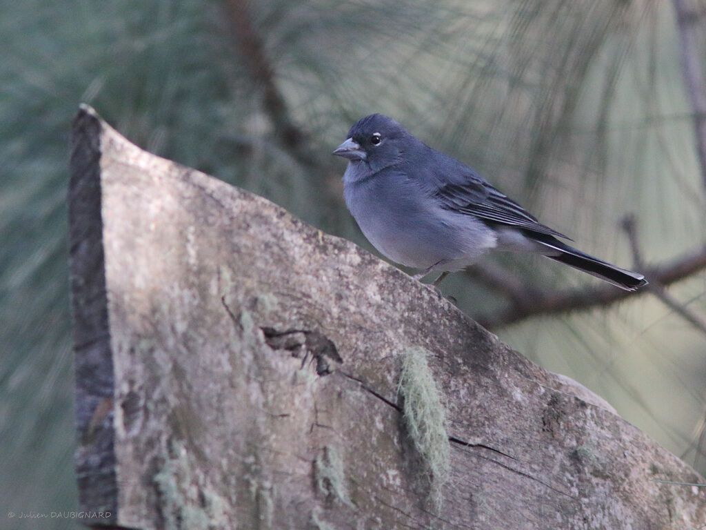 Pinson bleu mâle, identification