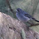 Pinson bleu