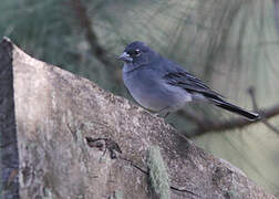 Tenerife Blue Chaffinch