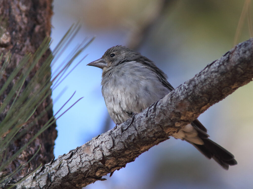 Pinson bleu, identification