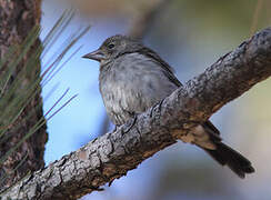 Tenerife Blue Chaffinch