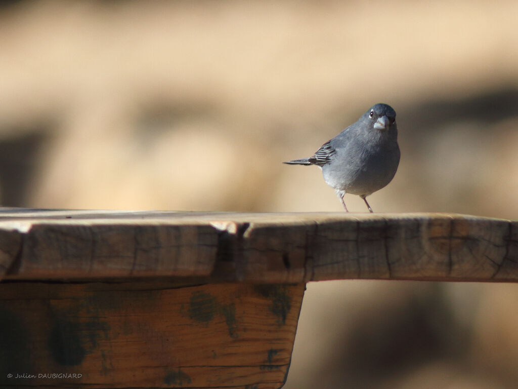 Pinson bleu mâle, identification