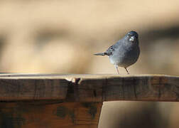 Tenerife Blue Chaffinch