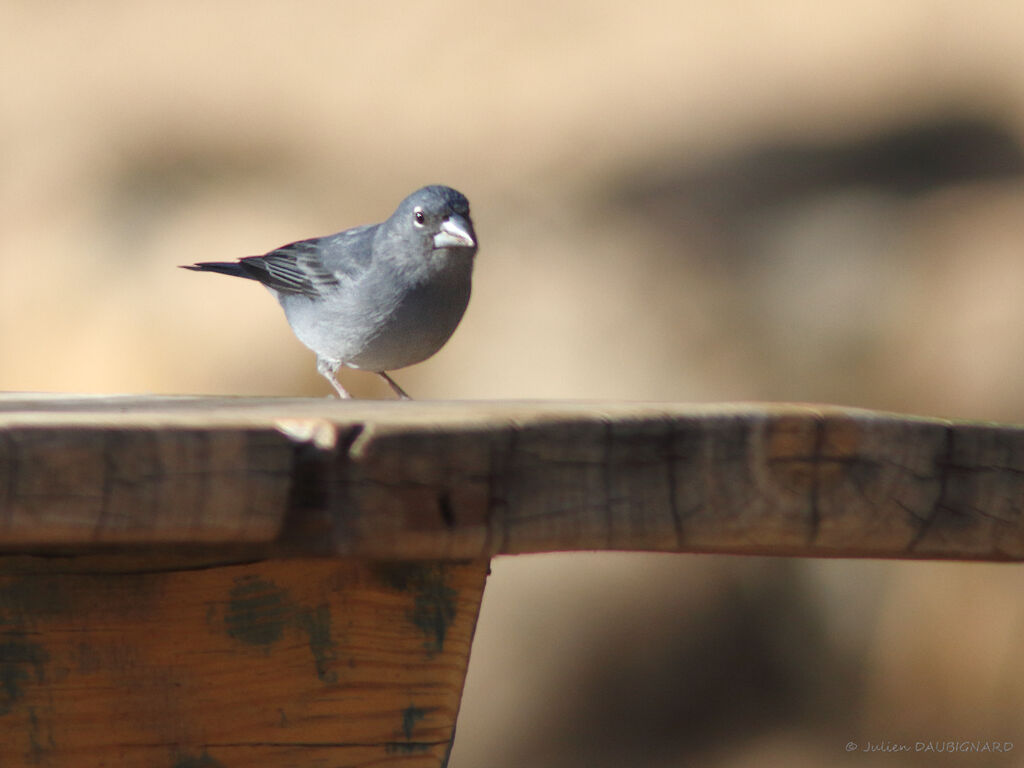 Pinson bleu mâle, identification