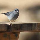 Pinson bleu