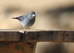 Tenerife Blue Chaffinch