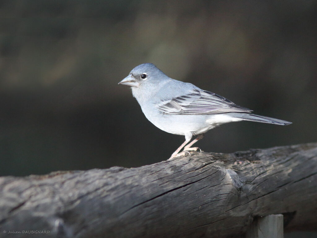 Pinson bleu mâle, identification