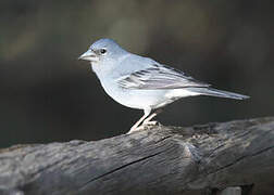 Tenerife Blue Chaffinch