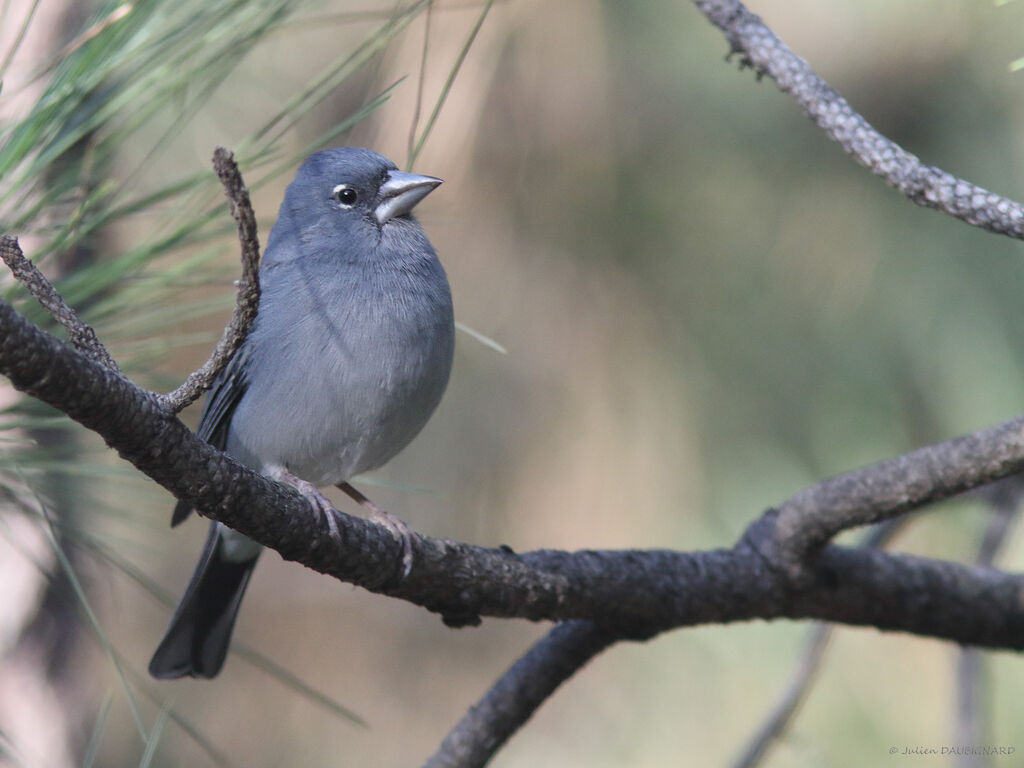 Pinson bleu mâle, identification