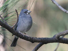 Tenerife Blue Chaffinch