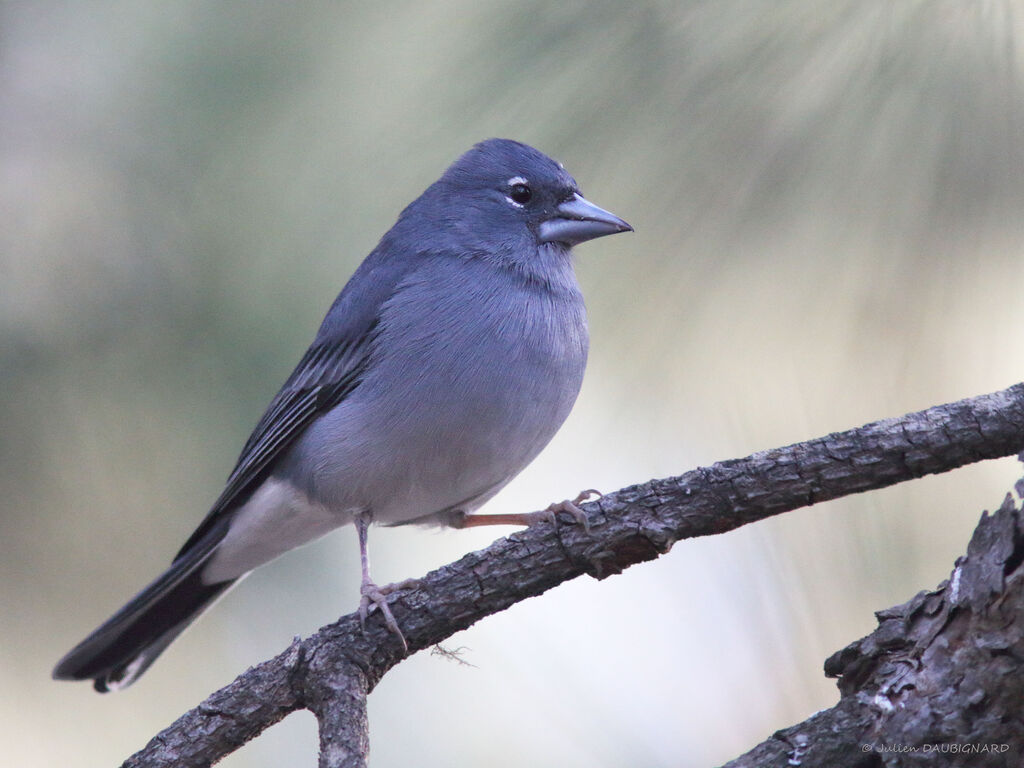 Pinson bleu mâle, identification