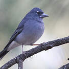Pinson bleu