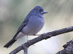 Tenerife Blue Chaffinch