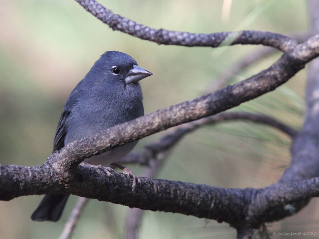 Pinson bleu mâle, identification