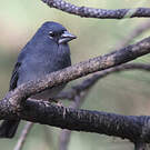 Pinson bleu