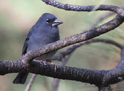 Tenerife Blue Chaffinch