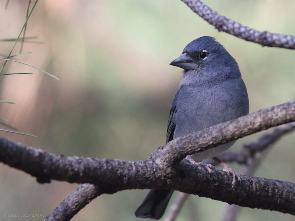 Pinson bleu mâle, identification