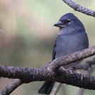 Pinson bleu
