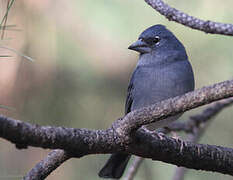 Tenerife Blue Chaffinch