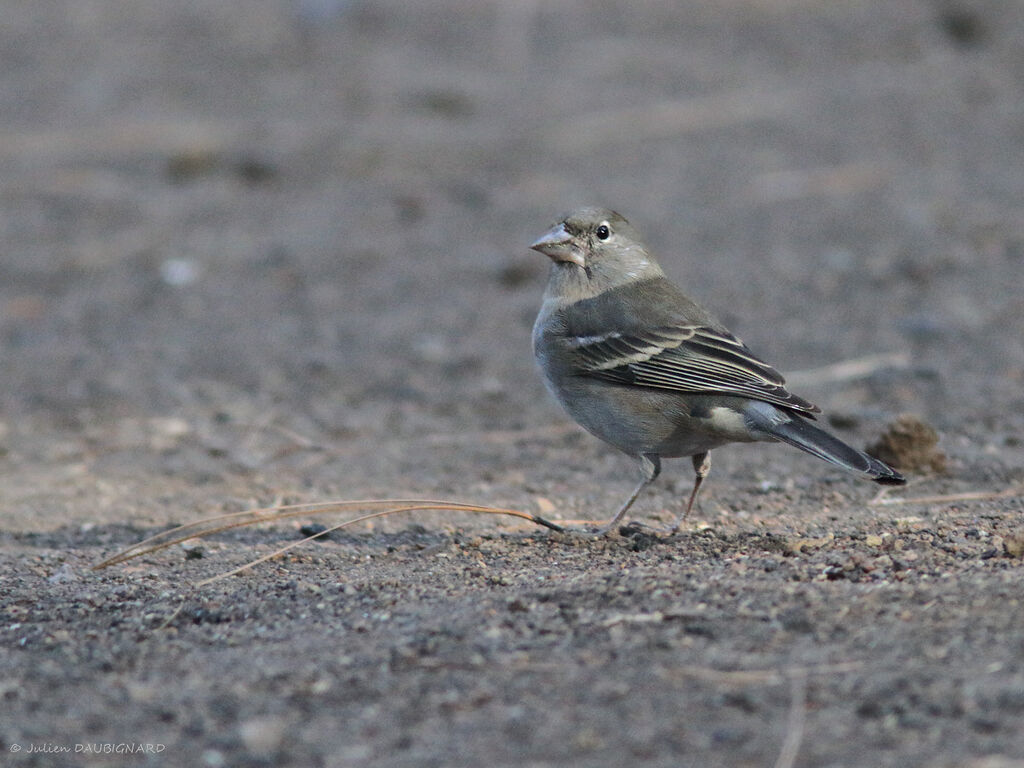 Pinson bleu femelle, identification