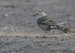 Tenerife Blue Chaffinch