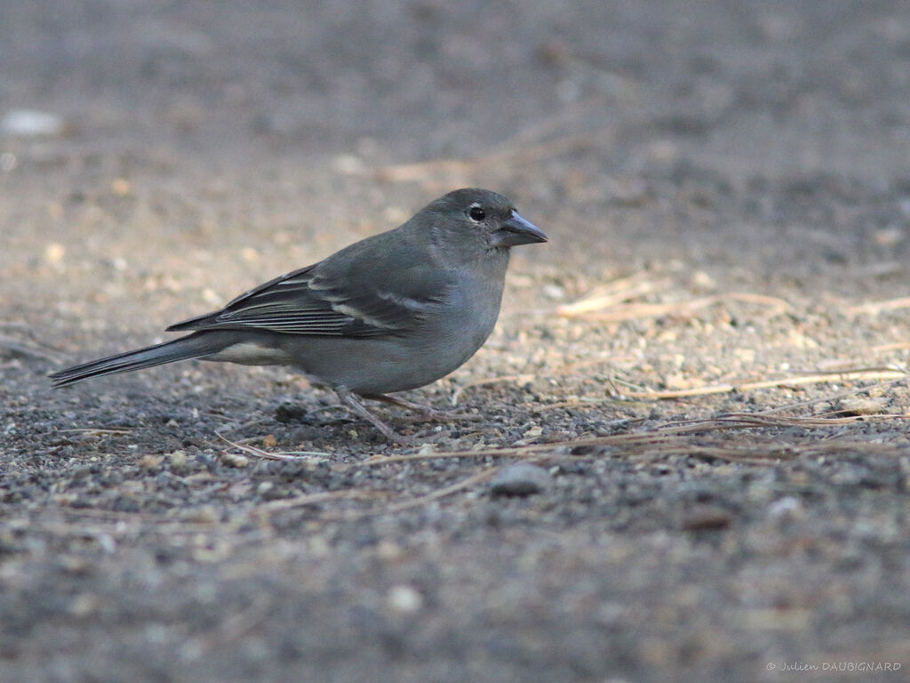 Pinson bleu femelle, identification