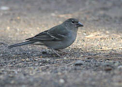 Tenerife Blue Chaffinch