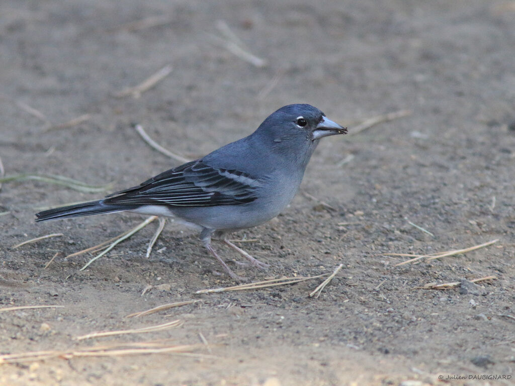 Pinson bleu mâle, identification