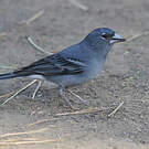 Pinson bleu