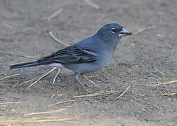 Tenerife Blue Chaffinch