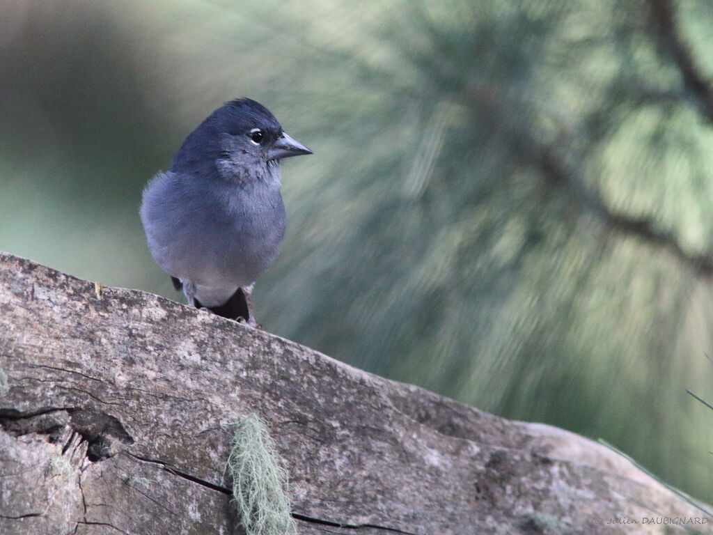 Pinson bleu mâle, identification