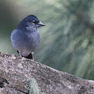 Pinson bleu