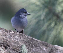 Tenerife Blue Chaffinch