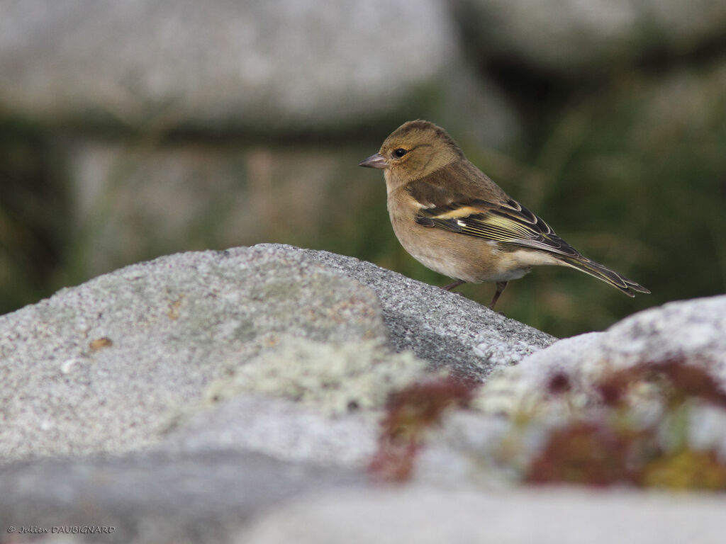 Pinson des arbres femelle, identification