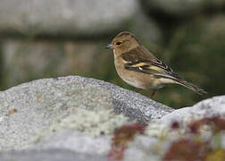 Common Chaffinch