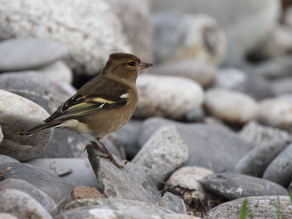 Eurasian Chaffinch female, identification