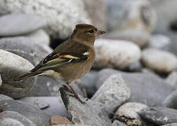 Eurasian Chaffinch