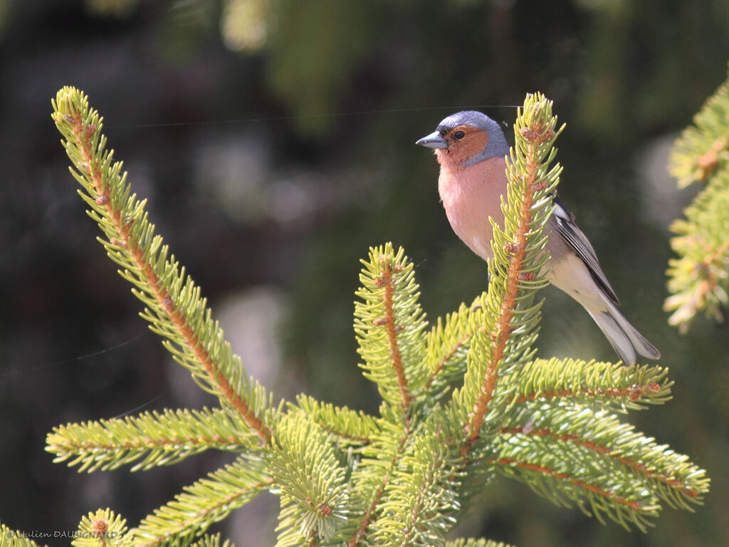 Pinson des arbres mâle, identification