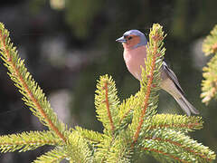 Common Chaffinch